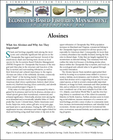 Ecosystem-Based Fisheries Management for Chesapeake Bay: Summary Brief from the Alosines Species Team. Cover image of Ecosystem-Based Fisheries Management for Chesapeake Bay: Summary Brief from the Alosines Species Team.