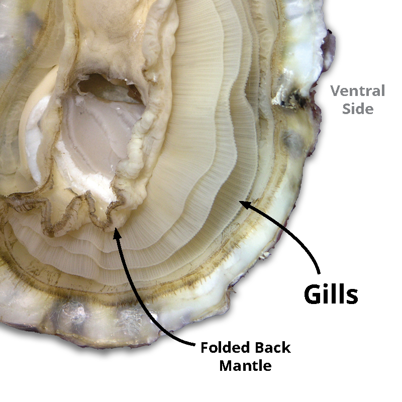 Oyster Internal Anatomy