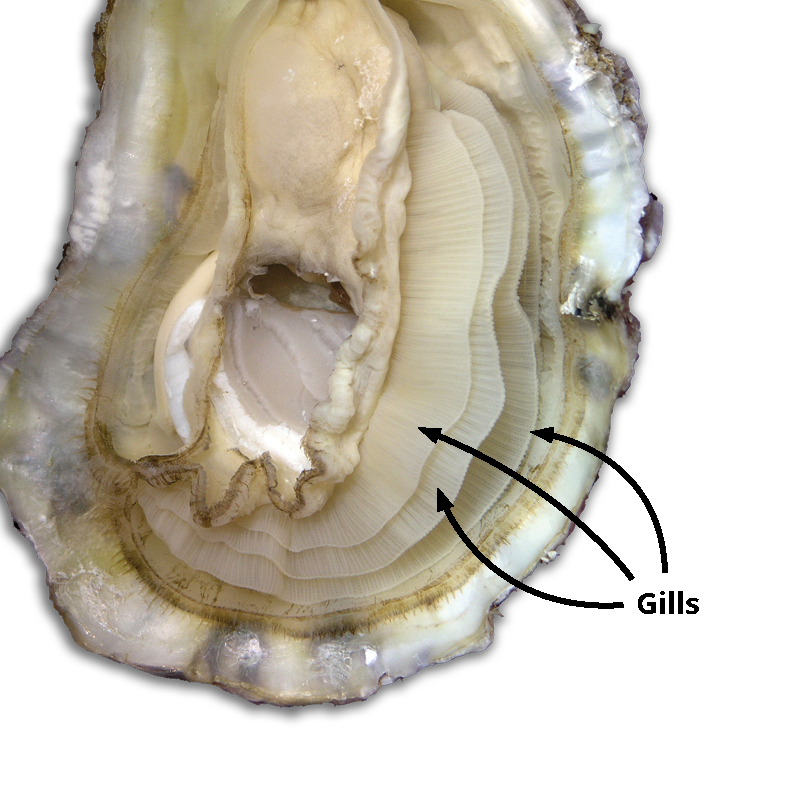 Oyster Internal Anatomy