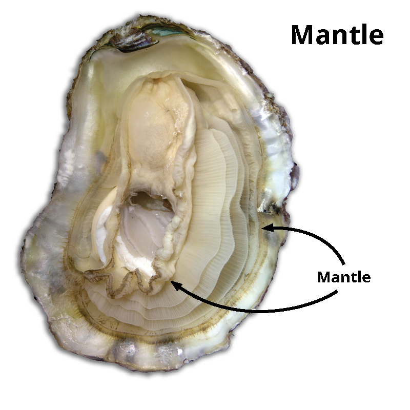 Oyster Internal Anatomy Oyster Internal Anatomy