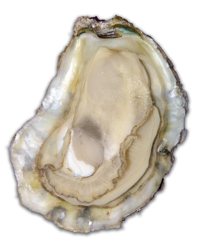 oyster on a half shell